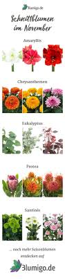 Welche Blumen Gibt Es Im November Schnittblumen Saison Kalender Saison Blumen Schnittblumen Blumen Geben