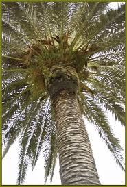 Black Palm Originates In Southeast Asia And Is A Wood Naturally Inclined Toward Magical Energies Favoring Tropic Palm Tree Pictures Palm Tree Types Tree Images