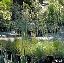 Image result for Festuca chodatiana