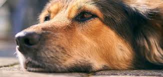 Punta del cane ⭐ , italy, syracuse, 525 viale dei lidi: Ricercatori Nuova Scoperta Sul Perche Del Naso Bagnato Dei Cani Italiaglobale It