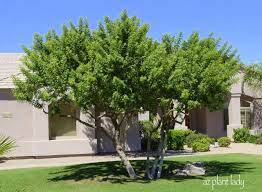 Central ave., suite 1550, phoenix. Evergreen Elm Archives Desert Gardening 101