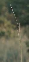 Image result for Schizachyrium claudopus