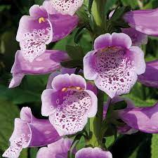 Pin On Flowers Foxgloves Digitalis