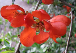 Chaenomeles × superba 'texas scarlet'. Buy Texas Scarlet Flowering Quince 4 Plant Special Organic Japanese Flowering Quince Chaenomeles Spp Planting Justice