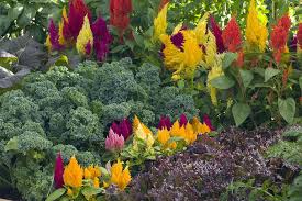 Year Of The Watermelon Wildflowers Gerbera Flower Garden Garden Plants Wild Flowers