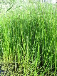 Image result for Eleocharis naumanniana