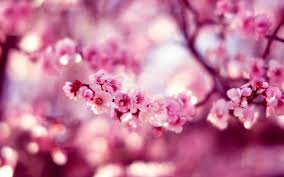 Maybe you would like to learn more about one of these? Bokeh Cherry Flowers Macro Hd Wallpaper Photo Pink Sakura Spring Wallpapers Hd Desktop And Mobile Backgrounds
