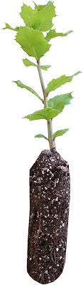 Using a pair of clean gardening shears, cut the sprout as close to the tree as possible. Amazon Com Coast Live Oak Medium Tree Seedling The Jonsteen Company Garden Outdoor