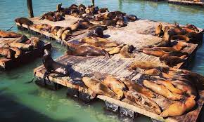 Top san francisco monuments & statues: 30 Sea Lions Painted By Local Artists Celebrate Mammals Arrival Soon After 1989 Earthquake Sf Station