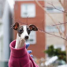 The Annasaurus Isn T Like Most Dinosaurs She S Considerably Smaller And Hunts Hearts Not Animals Watch Out She S Fast And Has Animals Pet Costumes Dinosaur