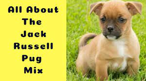 All About The Jack Russell Pug Mix The Jug Facts Information Youtube