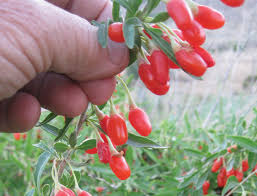 If using a trellis approach, prune as for grapes. The Goji Berry Plant Grow The Alpha Superfood In Your Garden Countryside