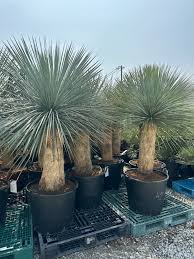 有限会社薔薇園植物場