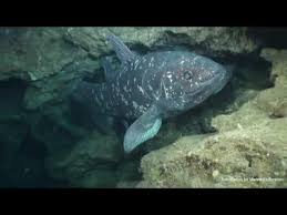 That also means they're closer to extinction than we thought. Fish That Outlived Dinosaurs Reveals Secrets Eurekalert