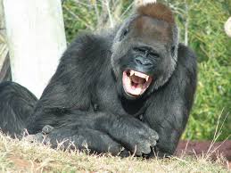 ape laughing - Google Search | Monkeys funny, Gorilla, Animals