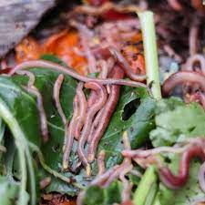 Can you put worm farm worms in the garden. The Complete Guide To Worm Farming Vermicomposting Made Easy Deep Green Permaculture