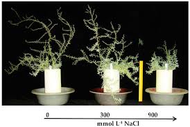 Image result for Suaeda sp. B