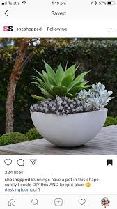 Succulent Large Pot Potted Plants Outdoor Plants Succulent Pots