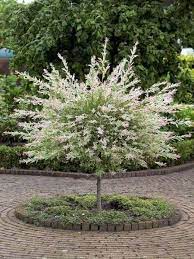 However, you can also shape the plant near the end of summer, as well as. Salix Integra Flamingo Dappled Willow Garden Trees Beautiful Gardens Plants