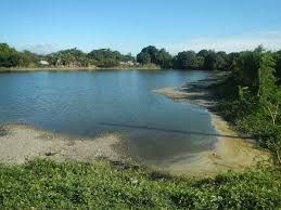 3 Different Types Of Ecosystems In 2020 Landscape Design Small Ecosystems Fish Pond Gardens