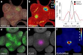 Maybe you would like to learn more about one of these? Wuschel Acts As An Auxin Response Rheostat To Maintain Apical Stem Cells In Arabidopsis Nature Communications