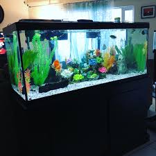 75 Gallon Discus Tank Remodel | Aquarium Fish Tank, Fresh Water Fish Tank, Aquarium  Fish