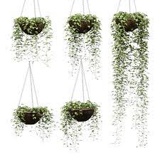 Hanging Ivy In Pots 5 Models 3d Model Hanging Flower Pots Hanging Potted Plants Flower Pots