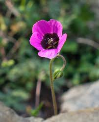 Image result for Geranium ocellatum