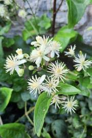 Image result for Clematis brachiata