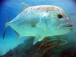 Giant Trevally Wikipedia