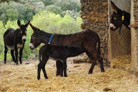 Burros Y Burras Miranda Donkey Wikipedia Bella Manada De Burros Pastando Donkey Breeds Donkey Miniature Horse