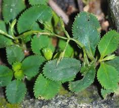 Image result for Craterostigma nummulariifolium