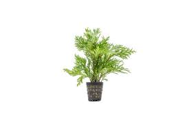 Image result for Selaginella soyauxii