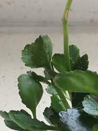 We did not find results for: Strange Specks On Kalanchoe Plant Gardening Forums