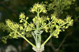 Image result for Fagaropsis