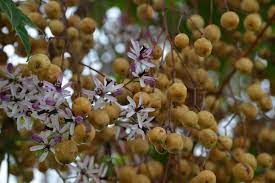 More images for chinaberry tree fruit » Chinaberry Tree Poisoning In Horses Symptoms Causes Diagnosis Treatment Recovery Management Cost