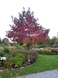 Liquidambar Styraciflua Worplesdon Idees Jardin Jardins
