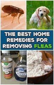 Essential Oils For Animals Home Remedies For Fleas Natural Cough Remedies Remedies