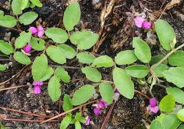 Image result for Galactia striata