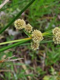 Image result for Schoenoplectus scirpoides