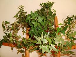 If you find the plant has a serious pest infestation, you may need to bring the spray closer to the plant to help knock off all the pests. Hedera Helix English Ivy Guide Our House Plants
