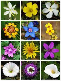 Do you have information on all the orange flower names? Flowering Plant Wikipedia