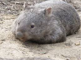 Doormat Wombat Cute Wombat Australian Native Animals Wombat