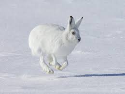 Though food availability is limited in the arctic region the arctic hares eat the mosses, lichens. Day Four Of Twelve Days Of Arctic Animals Arctic Hare The Whisker Chronicles