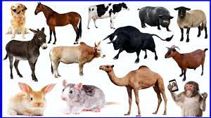 Pet Animals Name English And Hindi Paltu Janwaron Ke Naam Youtube