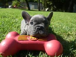 Black And White Frenchie Puppy Akc Blue French Bulldog Puppy 3500 For Female Villa Park French Bulldog French Bulldog Blue Bulldog
