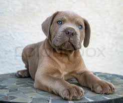 Neapolitan mastiffs and cane corso, which are the two most common italian mastiffs available, are much more like the real deal mastiff of yore than the english dog. Puppy Italian Mastiff In Front Of White Stock Image Colourbox