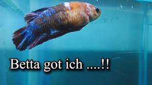 576 x 1024 jpeg 36 кб. How To Treat Ich On My Betta Fish Youtube