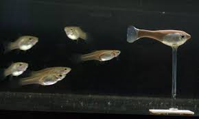 An Extremely Social Robotic Fish Helps Unravel The Collective Patterns Of Animal Groups