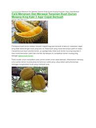 Tentunya jika kalian salah satunya pasti mengetahui beberapa jenis durian yang ada dan seringkali diperjual belikan. Homeblogcara Menanam Dan Merawat Tanaman Buah Durian Musang King Kaki 3 Agar Cepat Berbuah